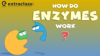 How do enzymes work  Biology  Extraclasscom [upl. by Nylitak443]