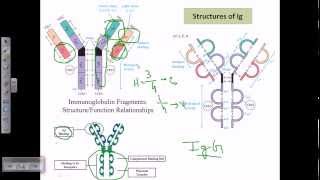 Antibody structure [upl. by Herzog]