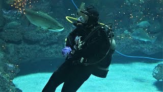 North Carolina Aquarium at Fort Fisher  Kure Beach NC [upl. by Lucas]