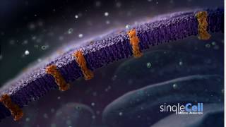 Membrane Animation  Single Cell Animation [upl. by Anorahs251]