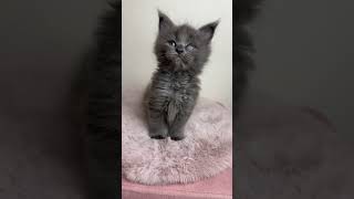 Mandaley of Dantes Peak Maine Coon in Blue [upl. by Schoof]