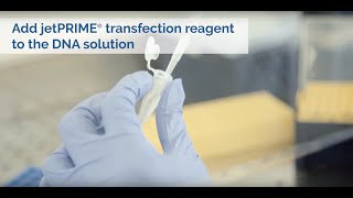 Easy DNA transfection with jetPRIME  Polyplustransfection [upl. by Ecienal]