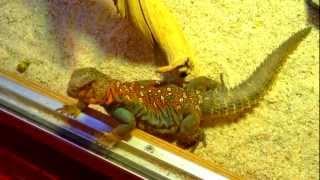 Ocellated Uromastyx U Ocellata [upl. by Notlil]