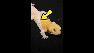 Why Do Reptiles Shed Their Skin [upl. by Obara]