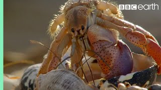 Crabs Trade Shells in the Strangest Way  BBC Earth [upl. by Latihs472]