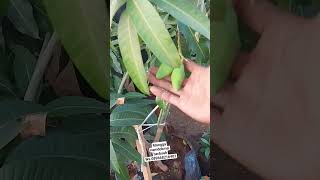 mangga namdokmai berbuah 089668216402 [upl. by Asselam]