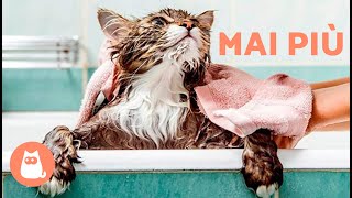 7 ERRORI CHE FAI QUANDO FAI IL BAGNO al tuo GATTO 🐱🚿 Non farlo più [upl. by Herve478]