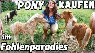 Pony kaufen  im Fohlen Paradies ♥ soviele Mini Ponys [upl. by Froehlich977]