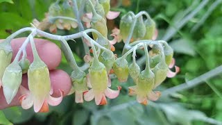 Cotyledon orbiculata [upl. by Hedaza377]