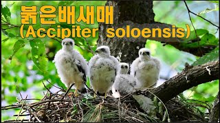 붉은배새매Accipiter soloensis [upl. by Otrevogir]