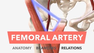 Femoral Artery  Anatomy Branches amp Relations [upl. by Gilpin]