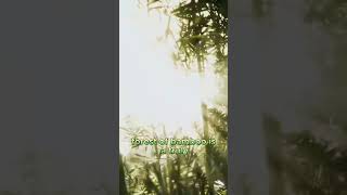 Arashiyama Bamboo Grove Kyotos Serene Escape [upl. by Acnaib]