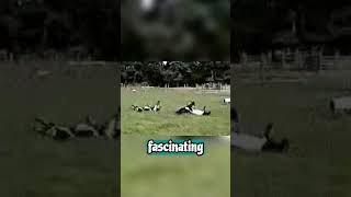 Fainting Goat Worlds Most Entertaining Livestock [upl. by Walli]