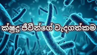 ක්ෂුද්‍ර ජීවීන්ගේ වැදගත්කම 🦠 001 [upl. by Aved]