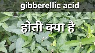 जिब्रेअलिक एसिड हॉर्मोन के बारे में संपूर्ण जानकारी ।Gibberellic acid plants compelet information [upl. by Nlycaj]