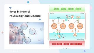 Exosomes Biogenesis amp Therapeutics  Creative Biolabs [upl. by Winnifred]