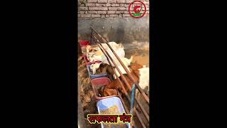 बकरी पालन का तरिका  Goat farming  Bakri palan bakrifarming shorts short [upl. by Little]