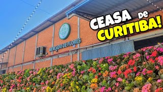 CEASA O MAIOR CENTRO DE FLORES DE CURITIBA e região 🌻🍃 Pra Roça com Vó Marli [upl. by Teague716]