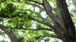 Turners oak in Kew Gardens [upl. by Eelanna213]