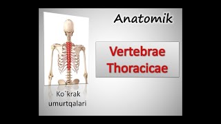 Kokrak umurtqalari Vertebrae thoracicae Osteologiya Anatomiya [upl. by Ancel616]