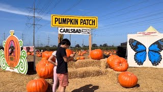 CARLSBAD PUMPKIN PATCH 2024  CALIFORNIA 🇺🇸 [upl. by Nalo]