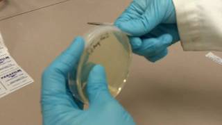 How to Use Parafilm with Agar Plates [upl. by Nnylamme]