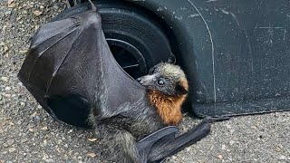 Rescuing a juvenile flyingfox hanging off a wheelie bin this is Wheelibin [upl. by Danae960]