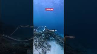 Viral Amazing Snorkeling On The World viralvideo trending travelvlognusantara [upl. by Laureen]