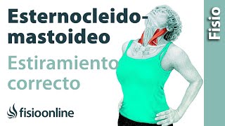 Cómo estirar correctamente el músculo esternocleidomastoideo [upl. by Tnomyar248]