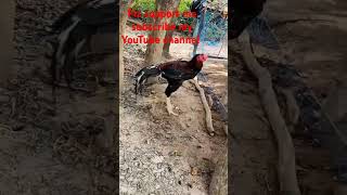 Parrot beaks long tail aseel bird 1000subscriberpunjabi song 1000subscriberaseelmurga wildlife [upl. by Ethe]