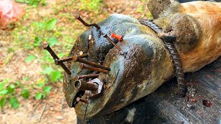 Experts use stone to treat cow feet  cleaning and trimming [upl. by Iveson]