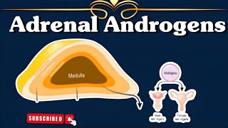 Adrenal Androgens ll Gonadocorticoids ll Adrenal Gland ll Endocrinology [upl. by Aratahs846]