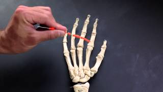 Metacarpals and Phalanges [upl. by Oguh]