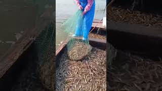 The process of catching freshwater river shrimp [upl. by Gardell]