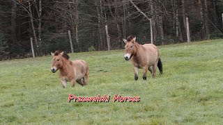 Przewalski Horses Parc Omega [upl. by Juxon814]