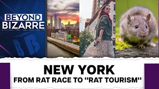 New Yorks Rat Nightmare Attracts Tourists  Beyond Bizarre [upl. by Carleton]