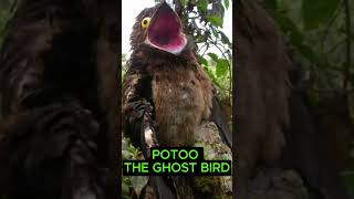 Potoo The Ghost Bird [upl. by Eirehs710]