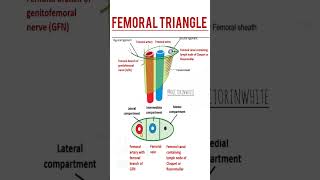 Femoral triangle  anatomy viralshorts shorts fmge2024 neetpg25 femoraltriangle trending [upl. by Cornall]