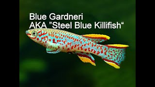 A Must Have In Your Aquarium Killifish Fundulopanchax Nigerianus Gardneri [upl. by Rudolph]