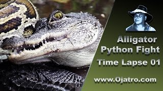 Alligator vs Big Python 01 Time Lapse [upl. by Rosetta]