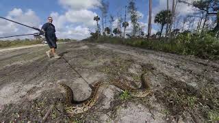 Python in Picayune Strand [upl. by Rysler903]