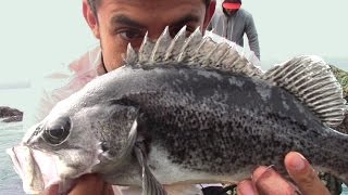 Tips to Catch Black Rockfish and Lingcod  How to tie the FG Knot Best Braid to Mono Knot Ever [upl. by Dunlavy701]