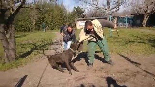 ADDESTRAMENTO CANE DA GUARDIA DIFESA PERSONALE  LA CASTAGNOLA [upl. by Bove]