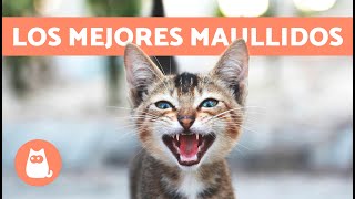 Los mejores VÍDEOS de GATOS MAULLANDO 🐱🐾 ¡Gatos MAULLANDO Enojados Felices y Graciosos [upl. by Nally10]