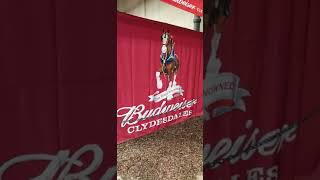 Budweiser Clydesdales at the Fort Worth Stock Show Clydesdales budweiser horses [upl. by Vallery]