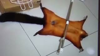 Flying Squirrel plays dead Fakes crime scene [upl. by Cami309]