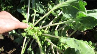 Topping Off Brussels Sprouts for Bigger Sprouts Cool Weather Vegetables  TRG 2014 [upl. by Niras336]