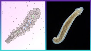 Planarians Are Awesome  Cell Lab [upl. by Quiteris]