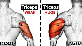 How To Build Your Triceps workout Fast 8 Effective Exercises [upl. by Aneeles728]