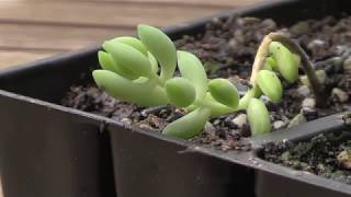 How to Propagate Donkeys Tail Burros Tail Succulents  Sedum Morganianum [upl. by Lindholm]